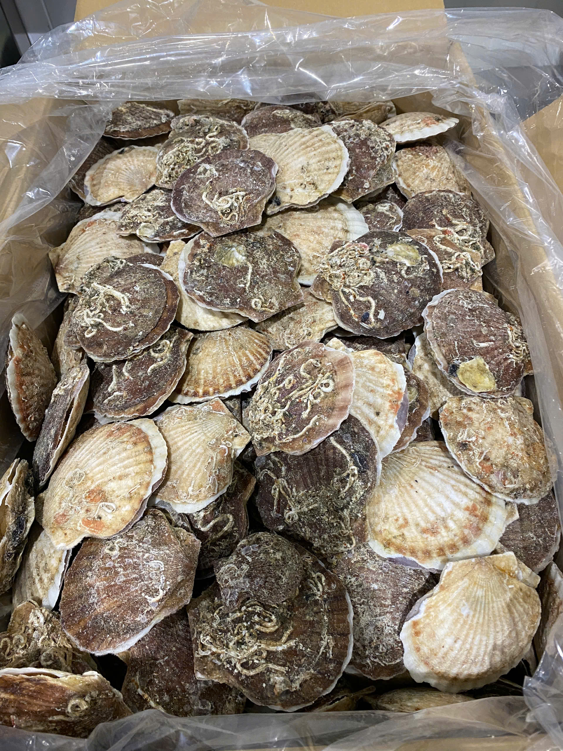 so-diep-dong-lanh-nguyen-vo